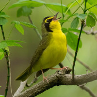 Kentucky Warbler